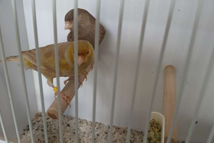 bruin pastel sch en split