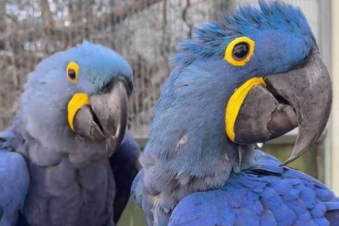 anodorhynchus hyacinthinus