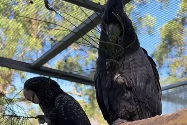 banksii cockatoo