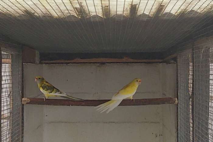 koppel bont/ lutino x lutino strogeel