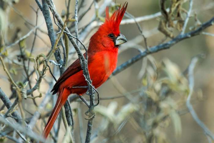 vermilion cardinals