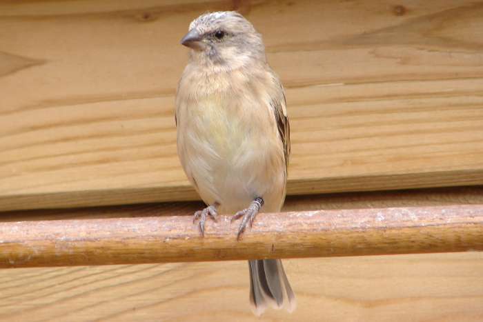 citroenborst edelzanger, crithagra cintrinipectus