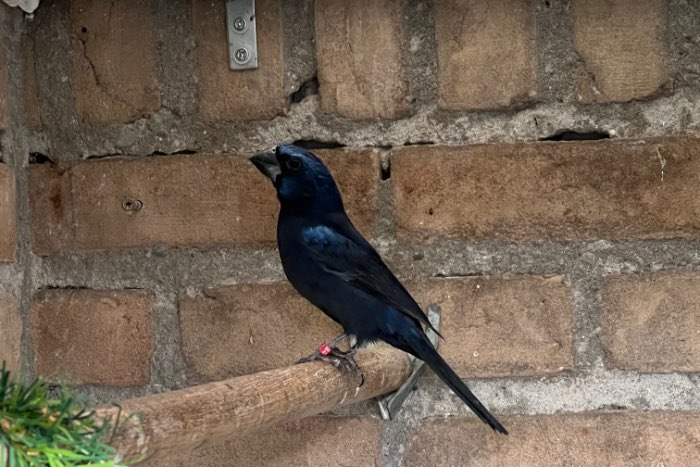 braziliaanse blauwe bisschoppen 24-25