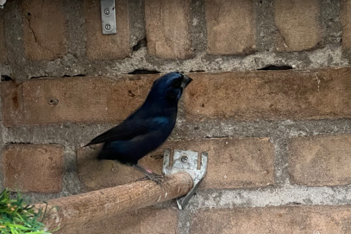 braziliaanse blauwe bisschoppen 24-25