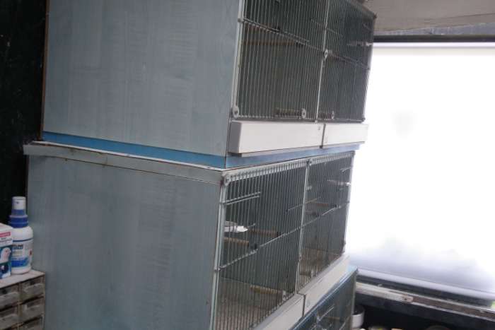 kweekkooien + voliere enz...aan mooie prijs