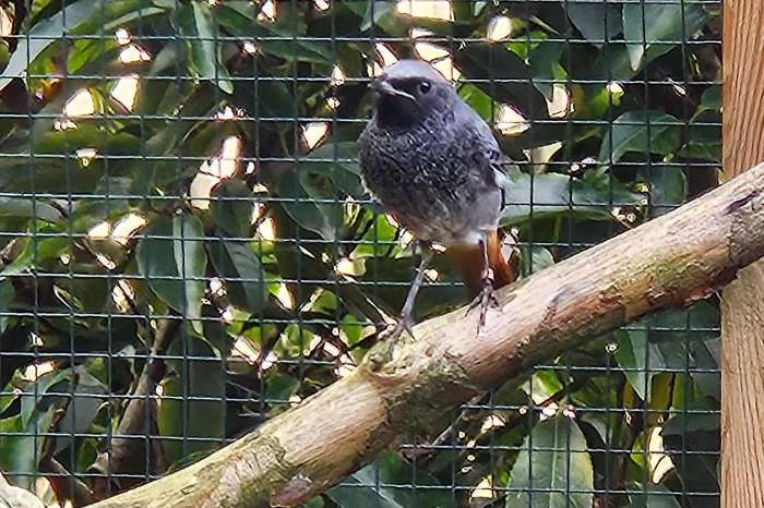 zwarte roodstaart man