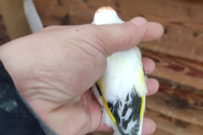 majoor putter bonte eumo man