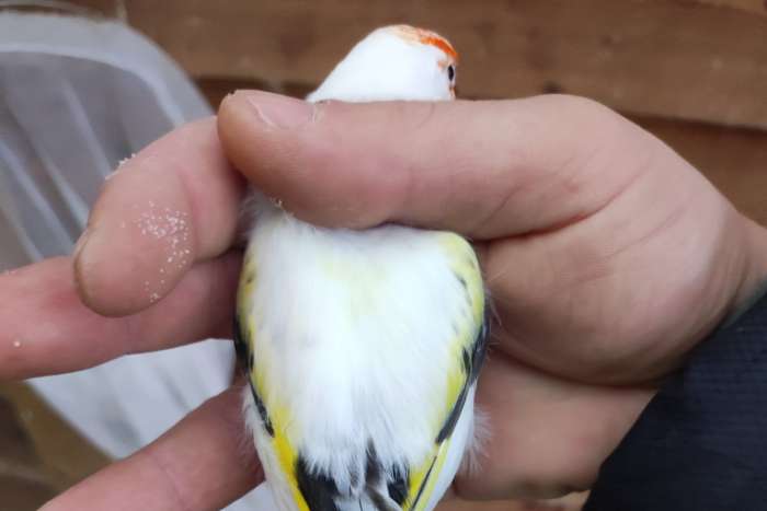 majoor putter bonte eumo man