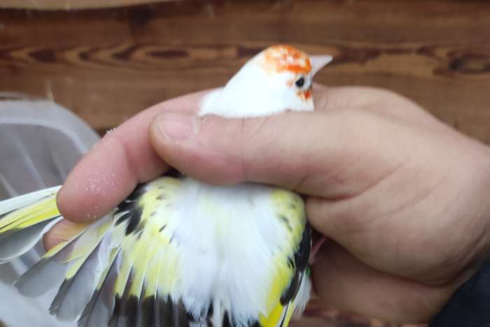 majoor putter bonte eumo man