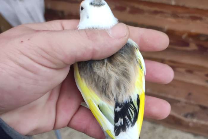 majoor putter bonte man