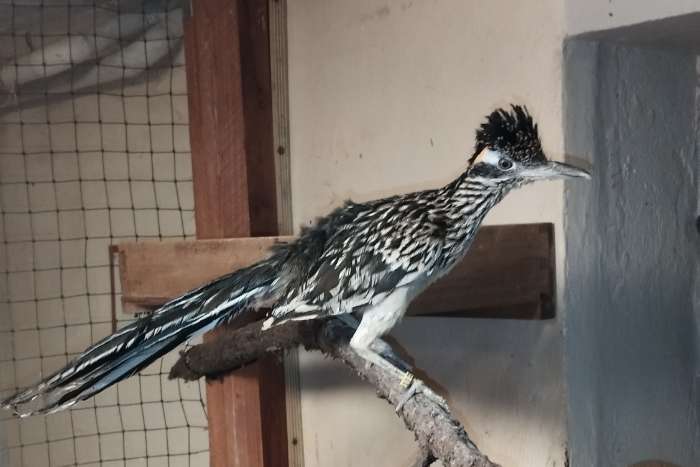 suche 0,1 wegekuckuck geococcyx californianus