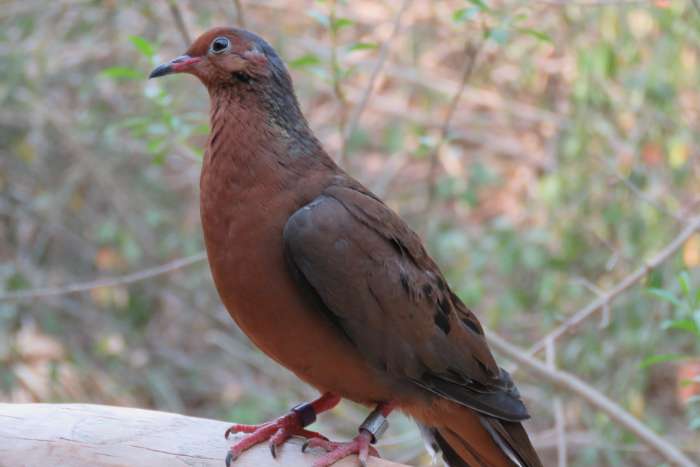 grayson of socorroduif