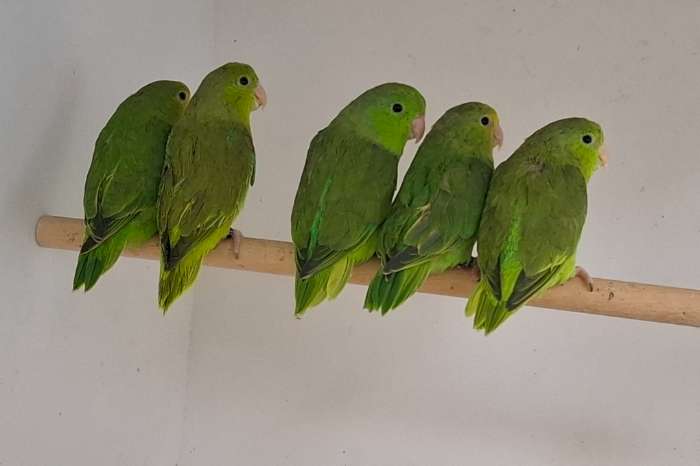 groenstuit dwergpapegaaitjes