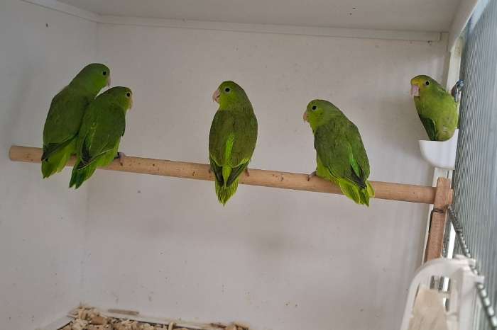 groenstuit dwergpapegaaitjes