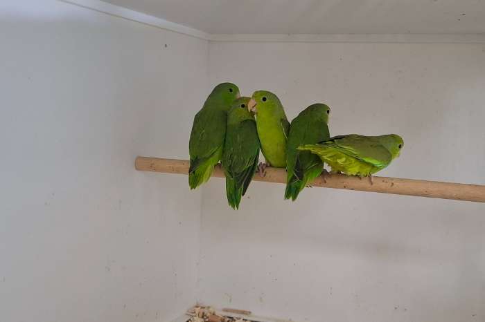 groenstuit dwergpapegaaitjes