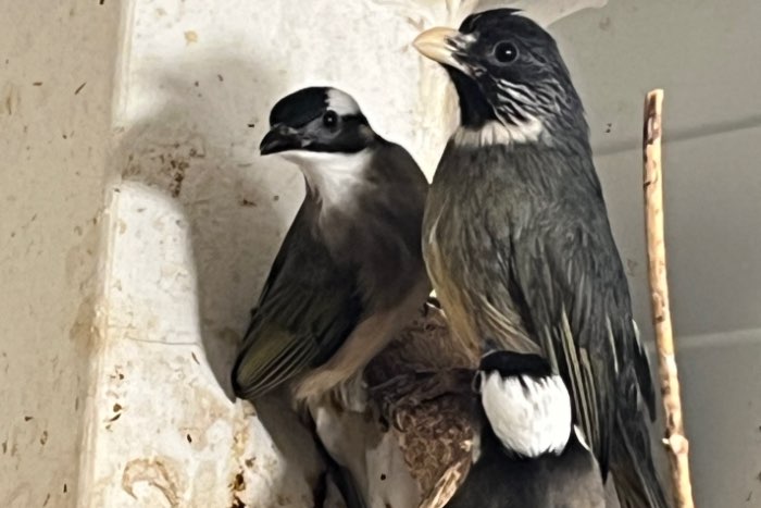 lijst met bijzondere soorten vogels