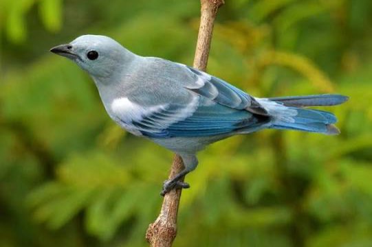lijst met bijzondere soorten vogels