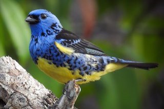 lijst met bijzondere soorten vogels