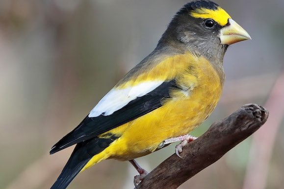 overjarig koppel avond kernbijters