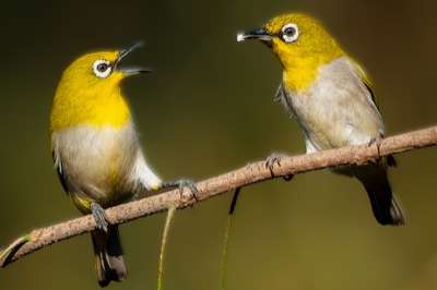 zoosterops palpebrosus