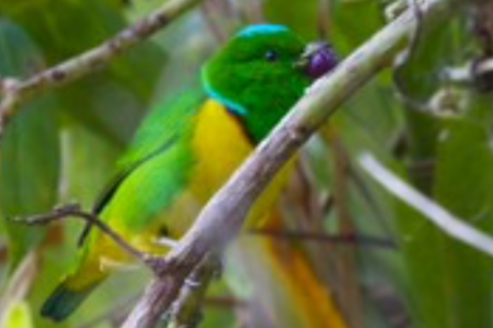 blauwkruinorganist, chlorophonia occipitalis