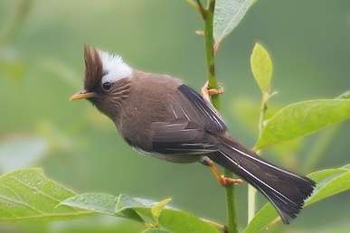 parayuhina diademata