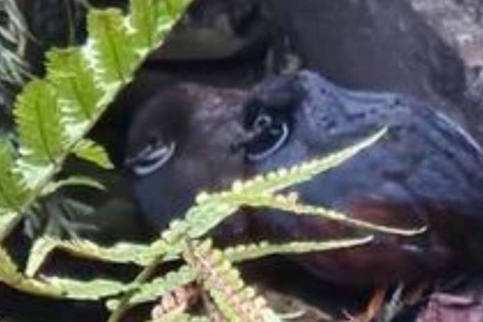 8 chinese dwergkwartels