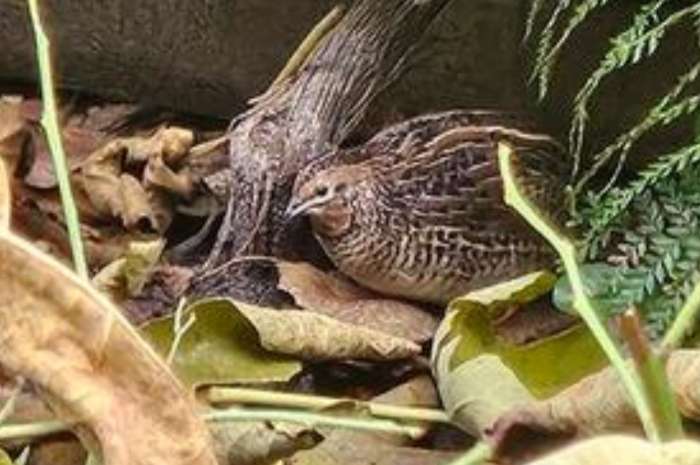 8 chinese dwergkwartels