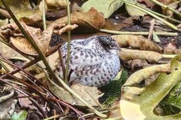 8 chinese dwergkwartels