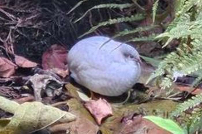 8 chinese dwergkwartels