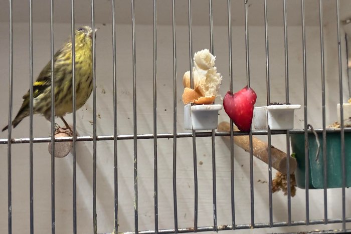 sijs pop welke kleur is dit