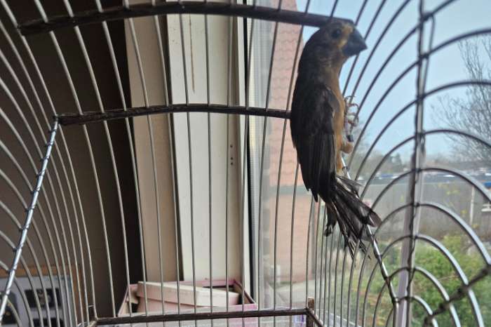 twatwa mannen en poppen maximiliani