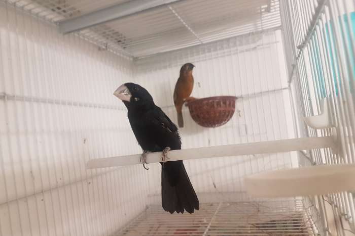 twatwa mannen en poppen maximiliani