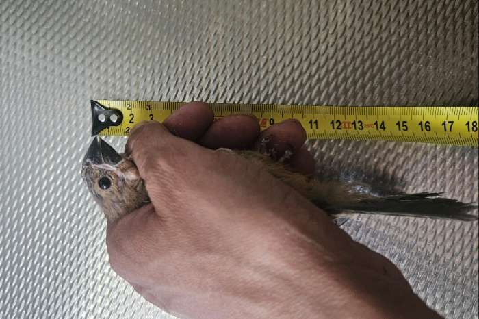 twatwa mannen en poppen maximiliani