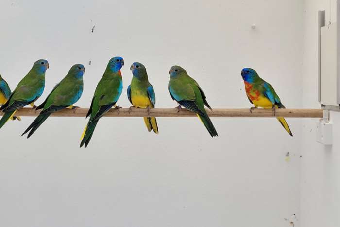 te koop splendid parkieten 2025.