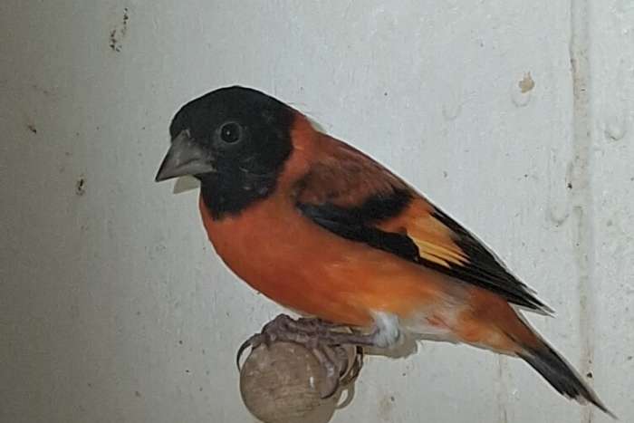 koppel kapoetsensijzen