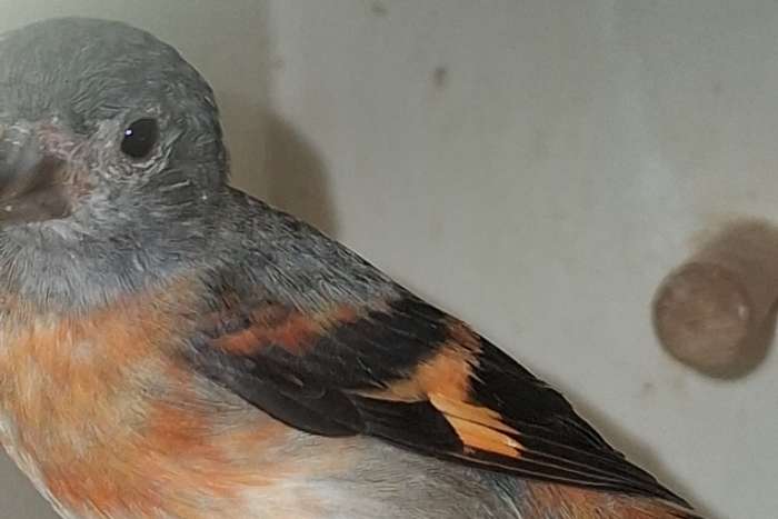 koppel kapoetsensijzen