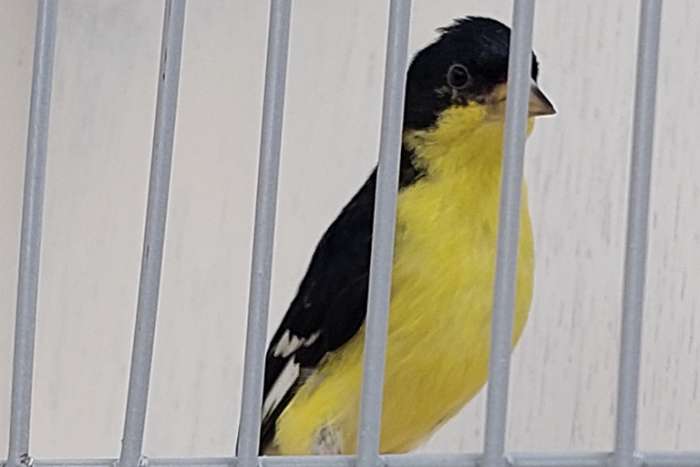 mexicosijs (spinus psaltria psaltria).