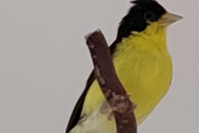 mexicosijs (spinus psaltria psaltria).