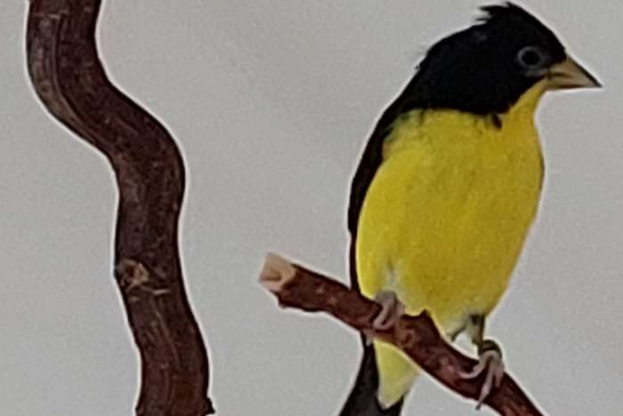 mexicosijs (spinus psaltria psaltria).