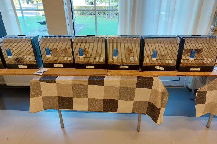 13 december vogelbeurs de vogelvrienden goes.