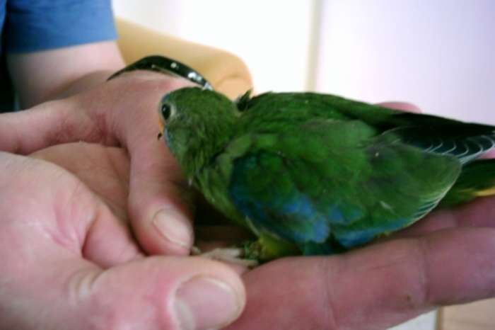 13 december vogelbeurs de vogelvrienden goes.