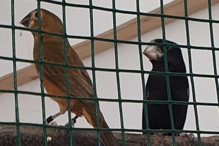 oryzoborus crassirostris maximiliani (twa twa)