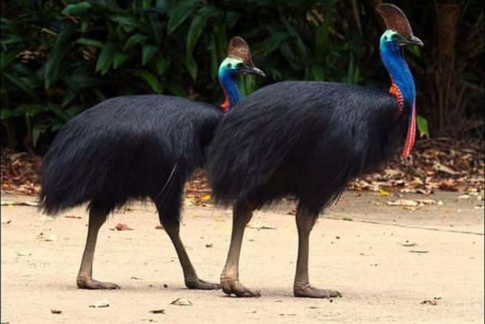 casuarius unappendiculatus