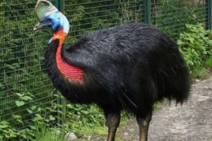 casuarius unappendiculatus