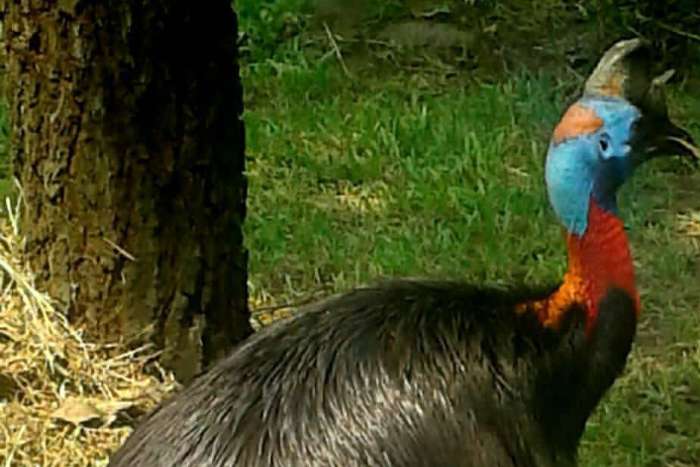 casuarius unappendiculatus