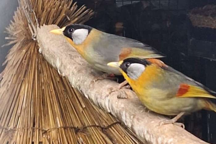 zilveroor nachtegalen