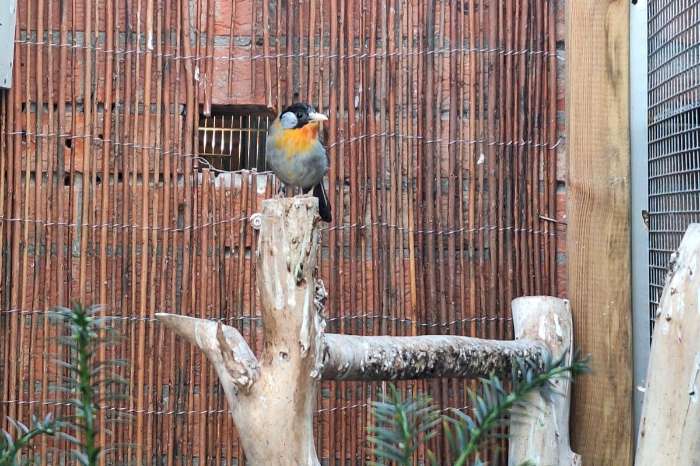 zilveroor nachtegaal