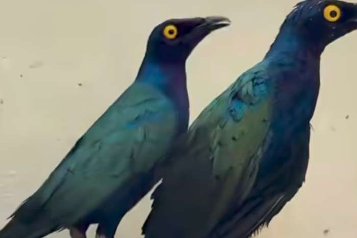 lamprotornis purpureus