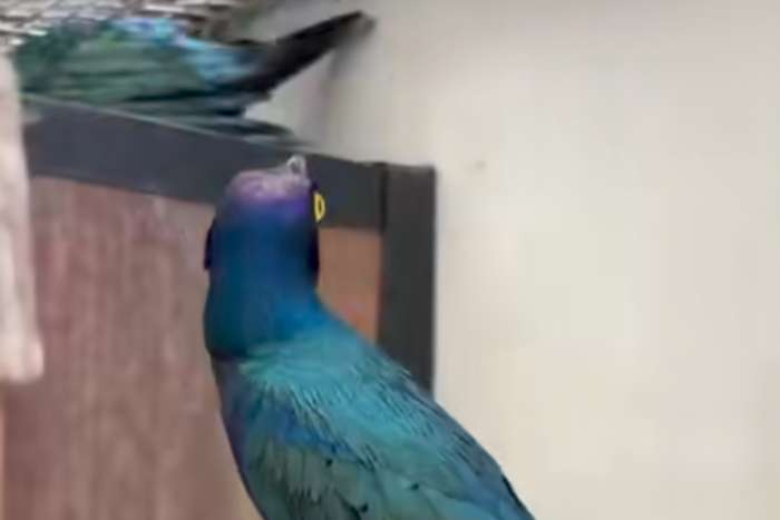 lamprotornis purpureus